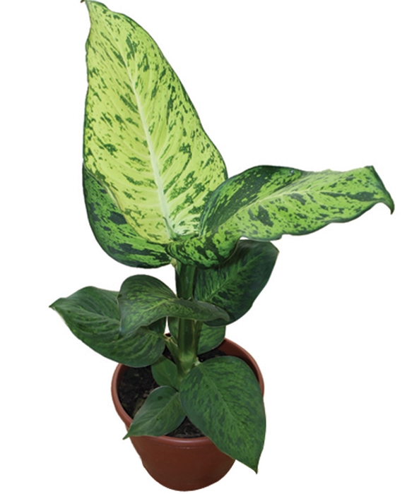 DIEFFENBACHIA SUNRISE P17