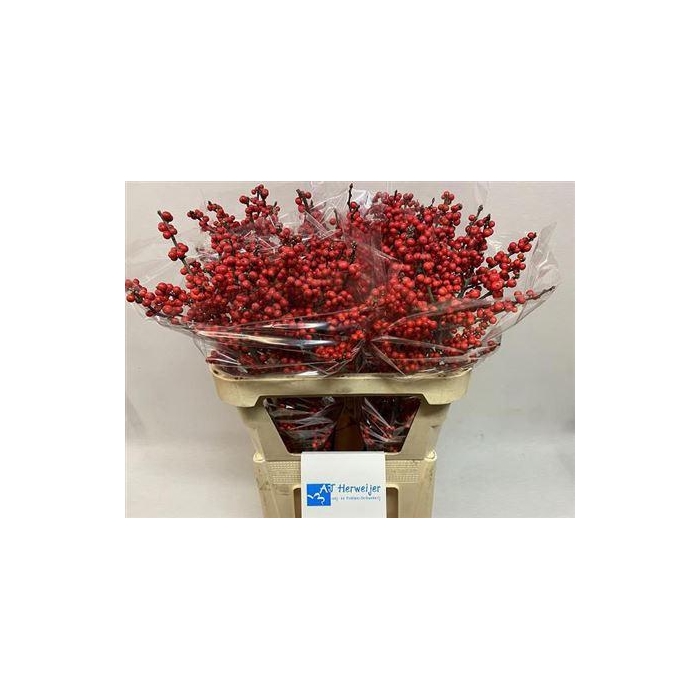 <h4>Ilex Ve Rode Bes</h4>