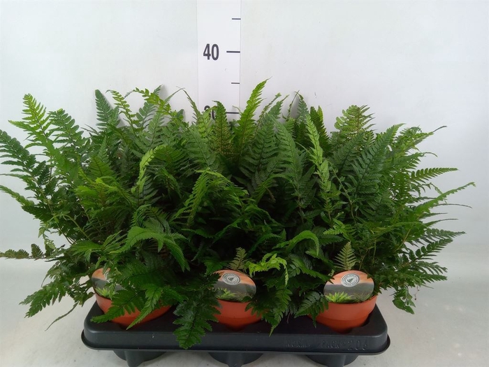 <h4>Polystichum tsussimense</h4>