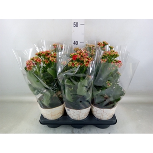 Kalanchoe  'Scarlet Red'