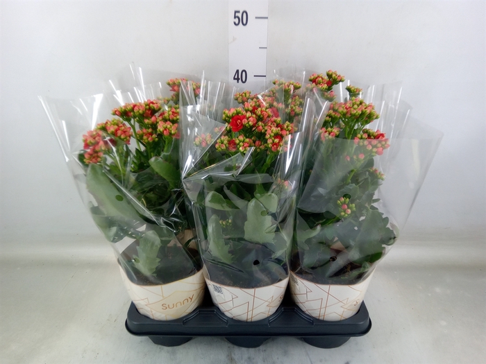 <h4>Kalanchoe  'Scarlet Red'</h4>