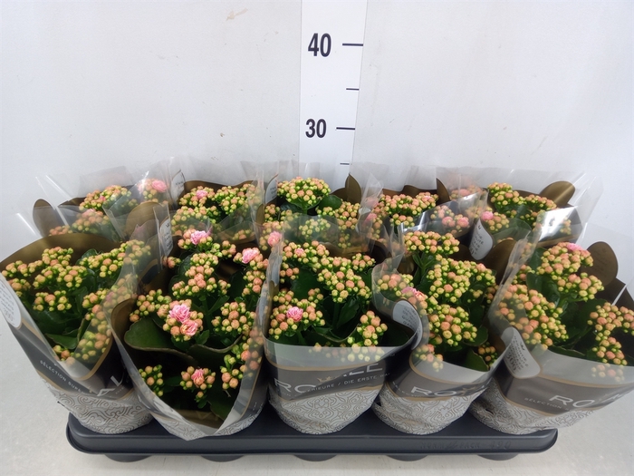 <h4>Kalanchoe blos. 'RosDon Alano'</h4>