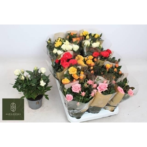 RO KORDAN GRANDE GEM