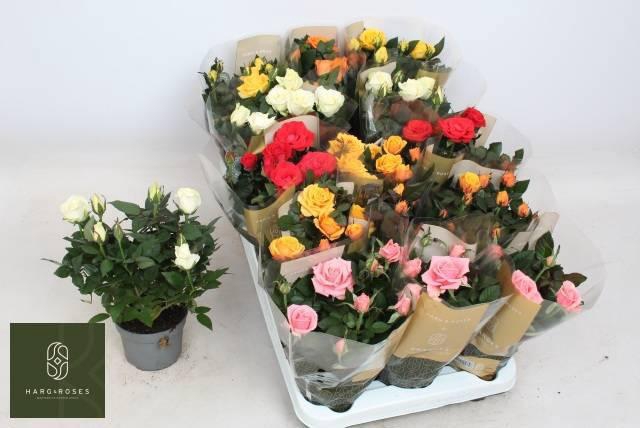 <h4>RO KORDAN GRANDE GEM</h4>