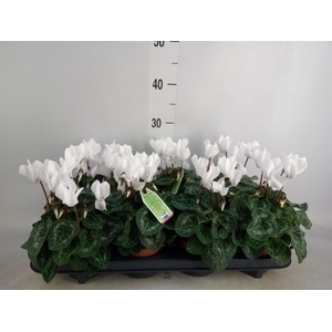 Cyclamen MD 'Allure'