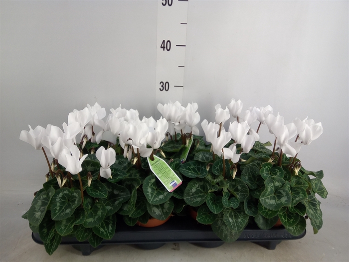 <h4>Cyclamen MD 'Allure'</h4>