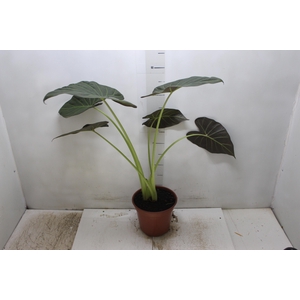 ALOCASIA REGAL SHIELDS P17