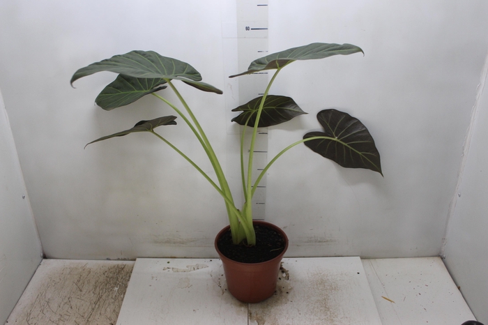 <h4>ALOCASIA REGAL SHIELDS P17</h4>