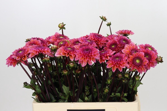 <h4>Dahlia DE 'Daisy Duke'</h4>
