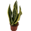 Sansevieria Futura Superba