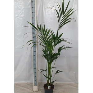 HOWEA FORSTERIANA