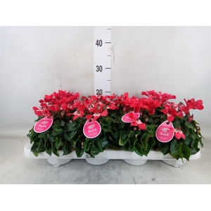 Cyclamen KL 'Djix'
