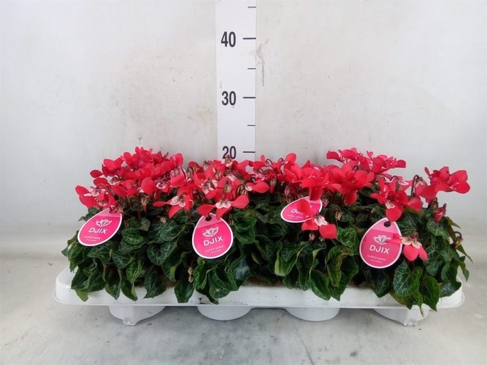 <h4>Cyclamen KL 'Djix'</h4>