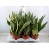 Sansevieria trifa.   ...