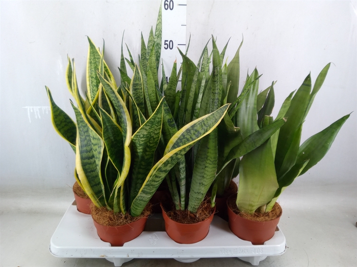 Sansevieria trifa.   ...