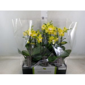 Phalaenopsis multi. 'Ant Arezzo'