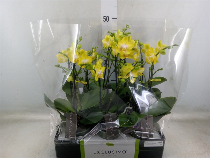 <h4>Phalaenopsis multi. 'Ant Arezzo'</h4>