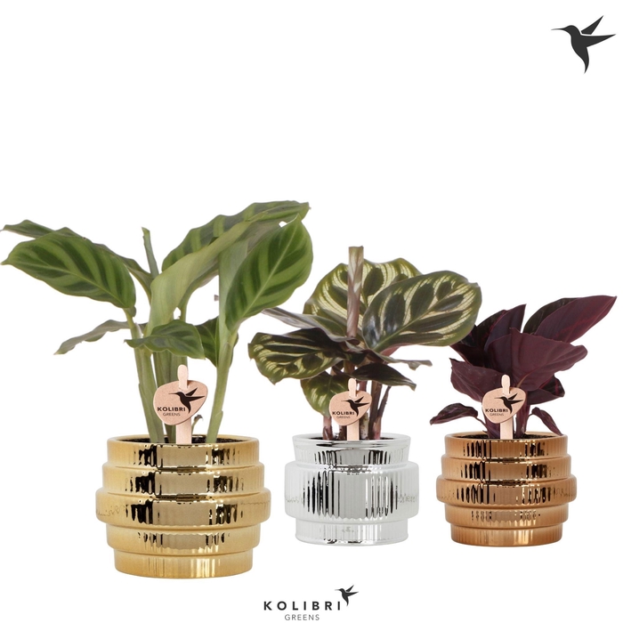 <h4>Kolibri Greens Calathea mix in Allure shiny pot mix</h4>