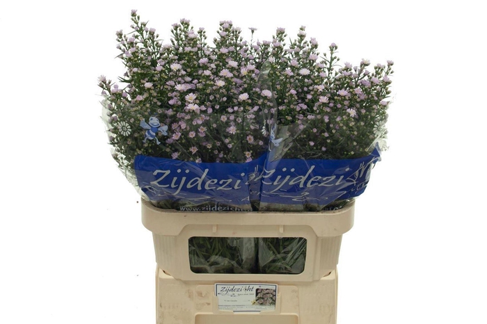 <h4>ASTER CLAUDIA AST CLAUDIA</h4>