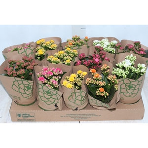 KALANCHOE DOBRADO P11