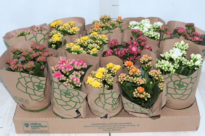<h4>KALANCHOE DOBRADO P11</h4>