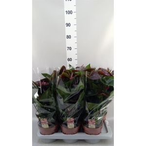Anthurium andr. 'Essencia'