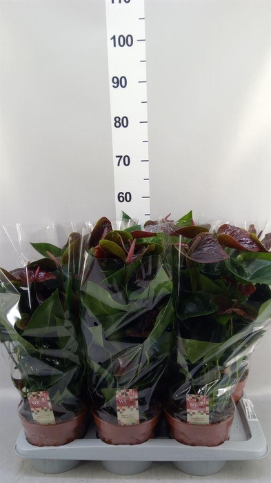<h4>Anthurium andr. 'Essencia'</h4>