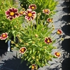 Coreopsis overig