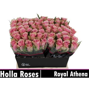 R GR ATHENA ROYALE