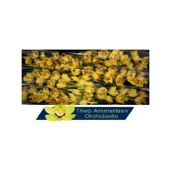 <h4>Rijsenhout 80</h4>