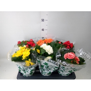 Begonia elat. DU ...mix