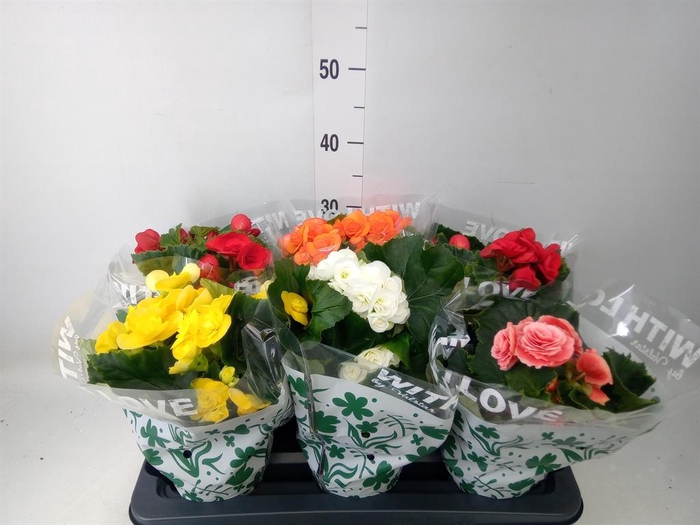 <h4>Begonia elat. DU   ...mix</h4>