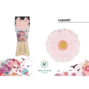 Germini Cabaret Diamond