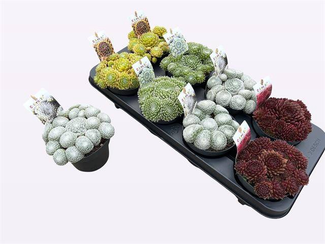 <h4>SEMPERVIVUM MIX P12</h4>