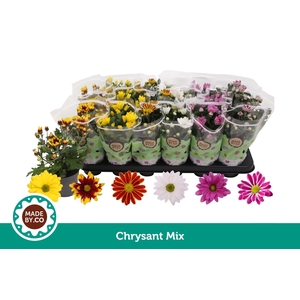 Chrysant Mix