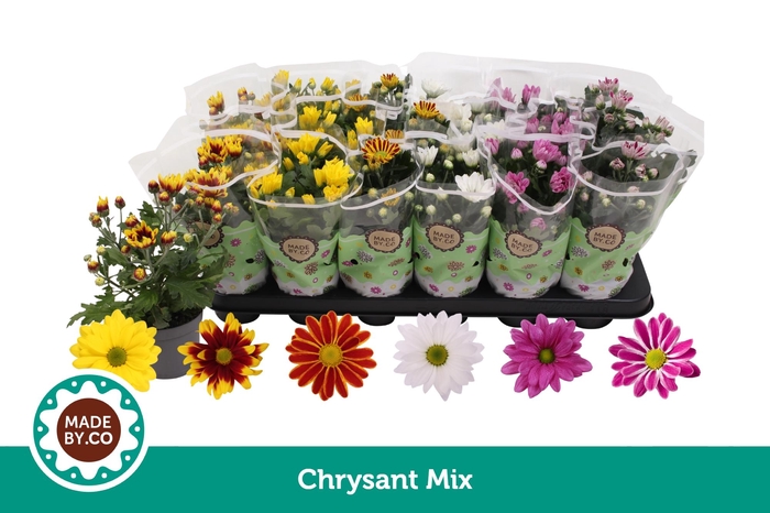 <h4>Chrysant Mix</h4>