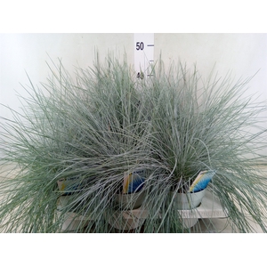 Festuca glauca 'Intens Blue'