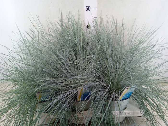 <h4>Festuca glauca 'Intens Blue'</h4>