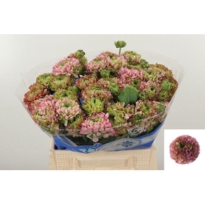 RAN PON PON HERMIONE