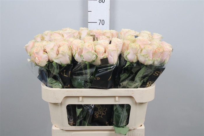 <h4>R Gr Roxanne+</h4>