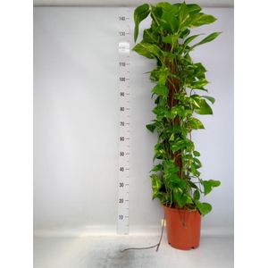 Epipremnum pinn. ...moss stick