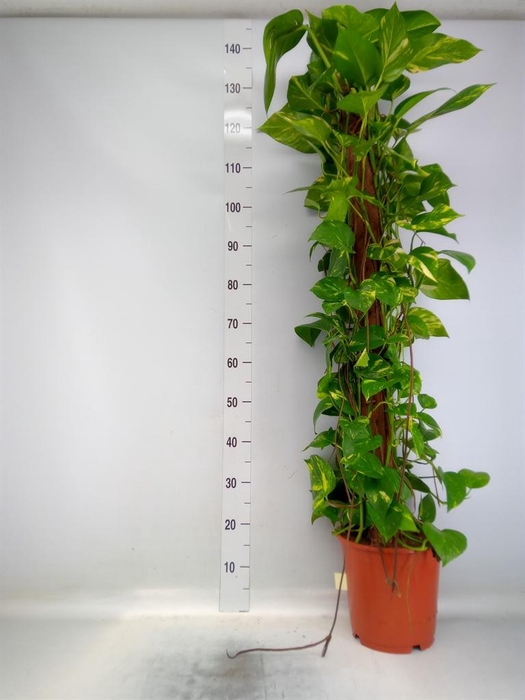 <h4>Epipremnum pinn.   ...moss stick</h4>