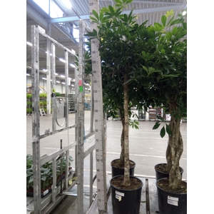 Schefflera arbor. 'Compacta'