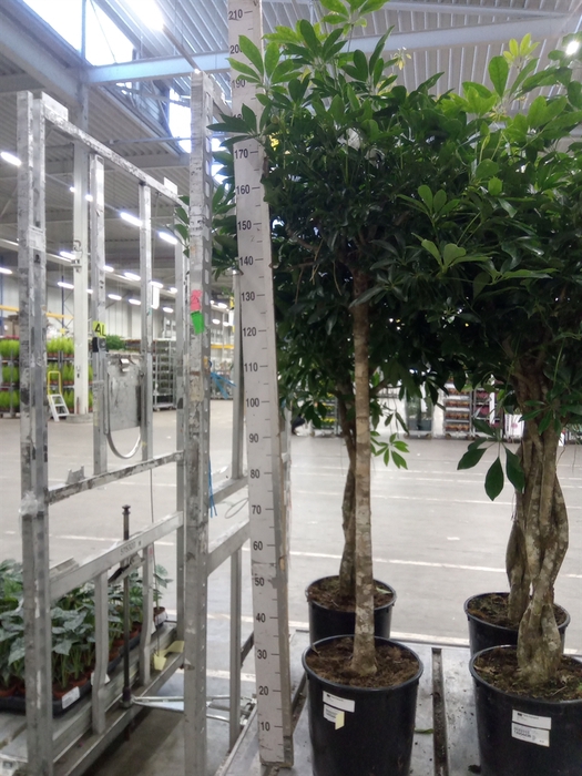 <h4>Schefflera arbor. 'Compacta'</h4>