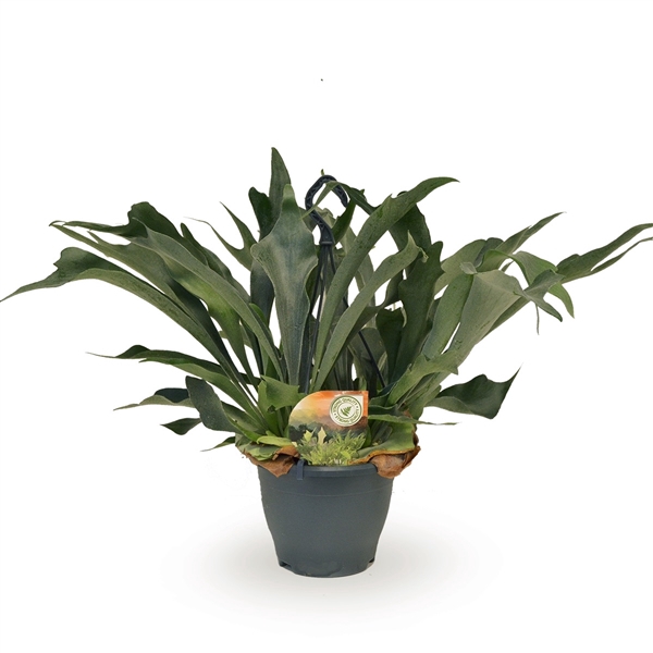 <h4>Platycerium bifurcatum hangpot</h4>