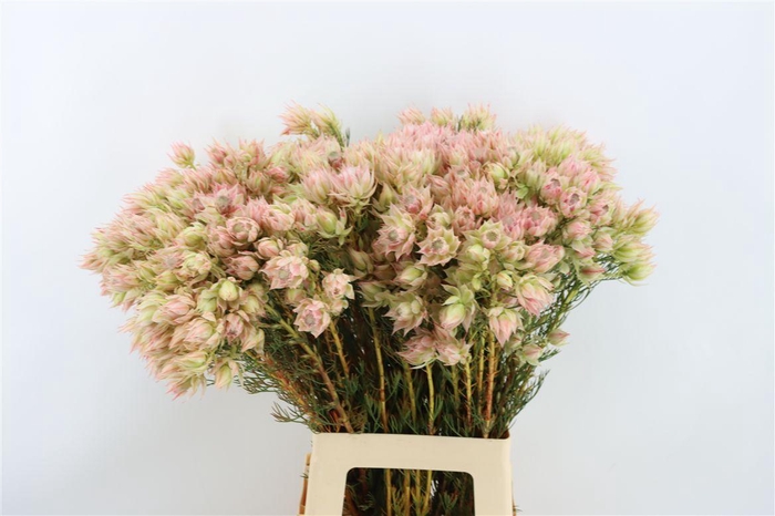<h4>Blushing Bride - Bridal Pink 6+</h4>