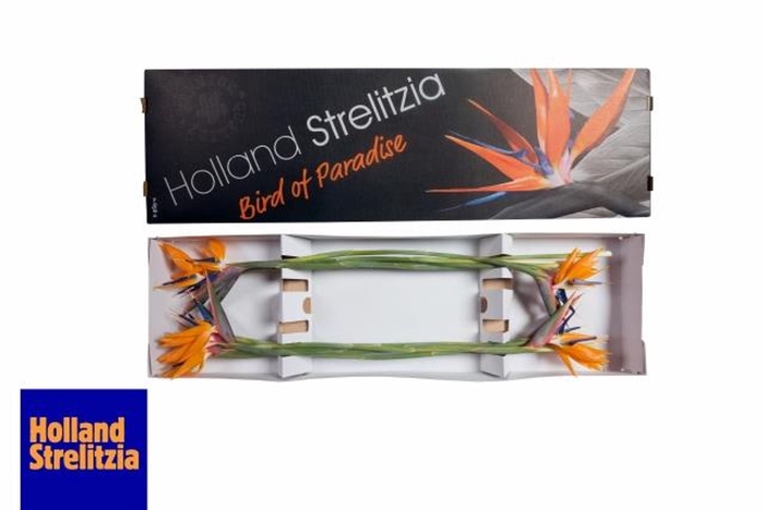<h4>Strelitzia</h4>