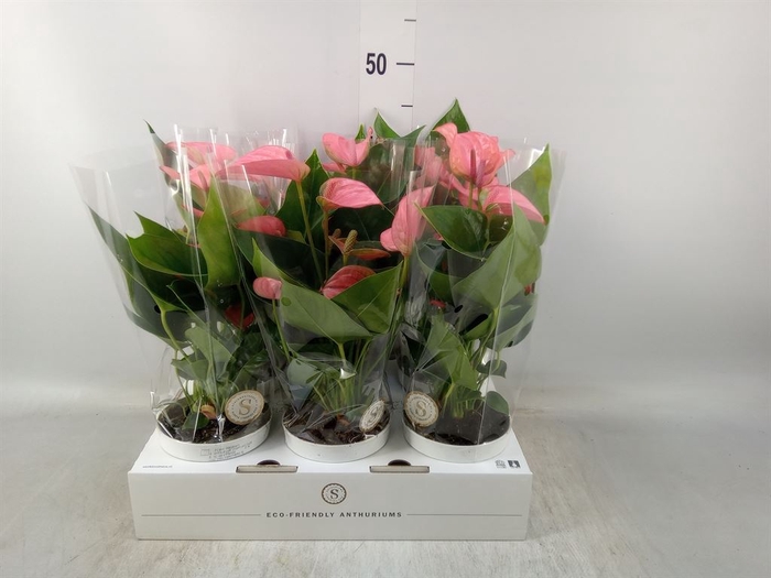 <h4>Anthurium andr. 'Pink Champion'</h4>