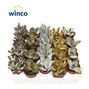 Kalanchoe Tomentosa Mix