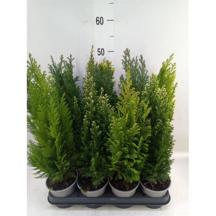 <h4>Conifers   ...mix</h4>